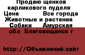 Продаю щенков карликового пуделя › Цена ­ 2 000 - Все города Животные и растения » Собаки   . Амурская обл.,Благовещенск г.